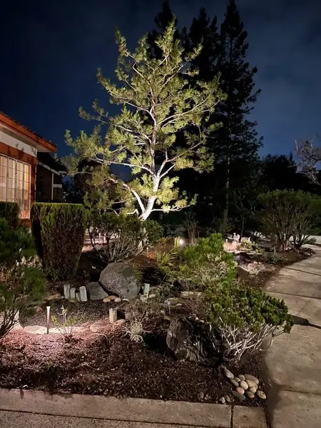 Tree lit from below at night in a front garden